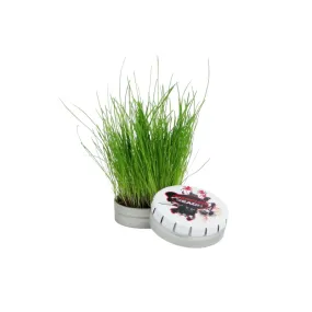 Kit de plantation boite métallique "clic-clac" - Personnalisation incluse